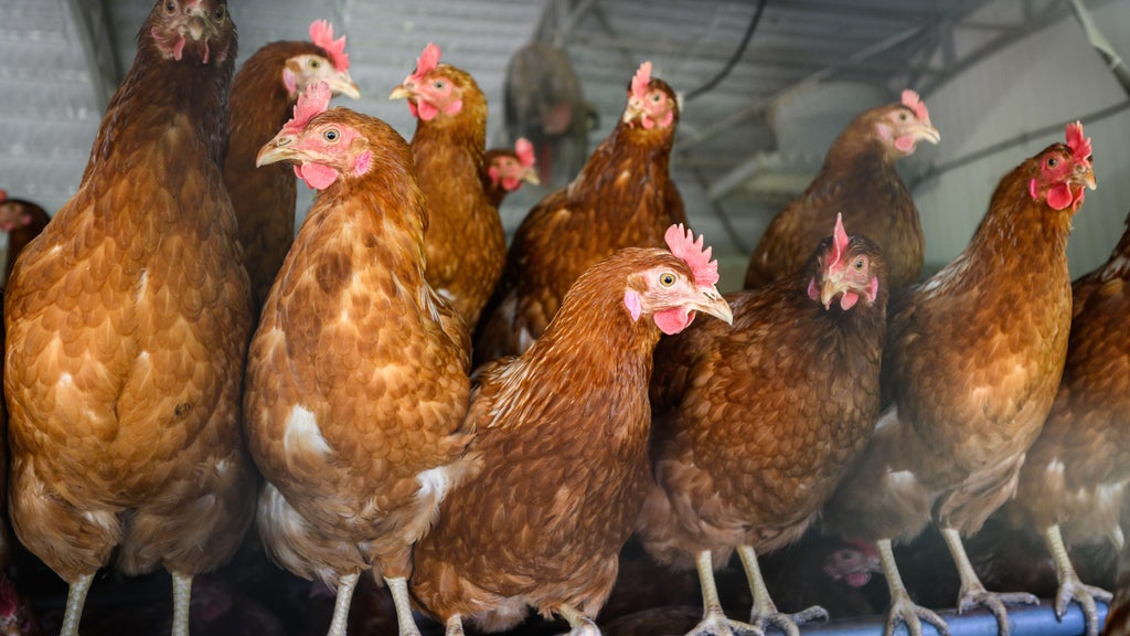 Approximately 90 "backyard flock" birds in Northern California affected by avian flu — CBS Bay Area (KPIX), Atherton Community news