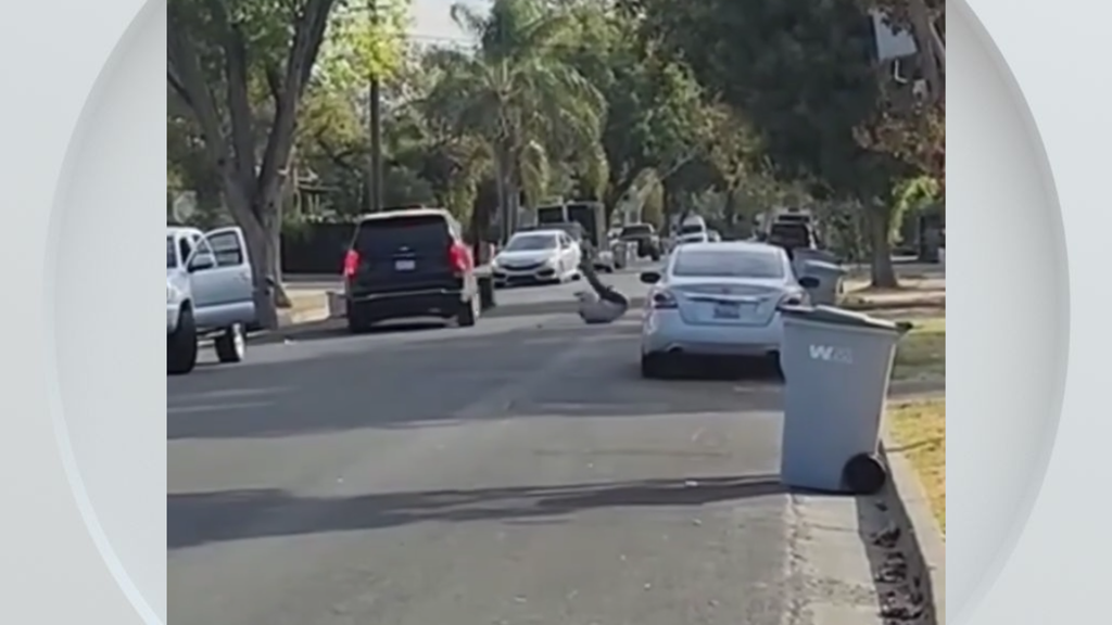 Federal immigration vehicle hits pedestrian in Woodland, police say — CBS Bay Area (KPIX), Atherton Health news