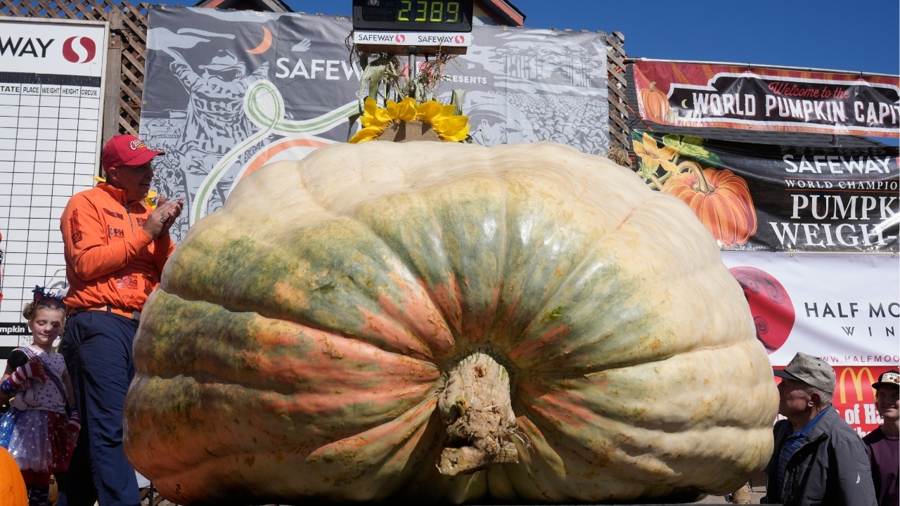 A giant pumpkin named Rocky gives a champion grower his California comeback

       — ABC 7 Bay Area, Atherton Schools news