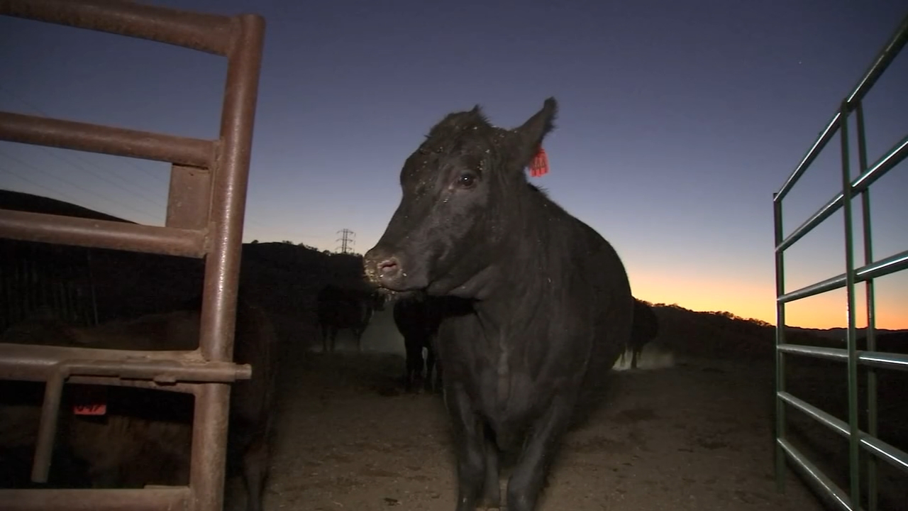 PG&E Public Safety Power Shutoffs leave Bay Area ranchers, residents frustrated
       — ABC 7 Bay Area, Atherton Community news