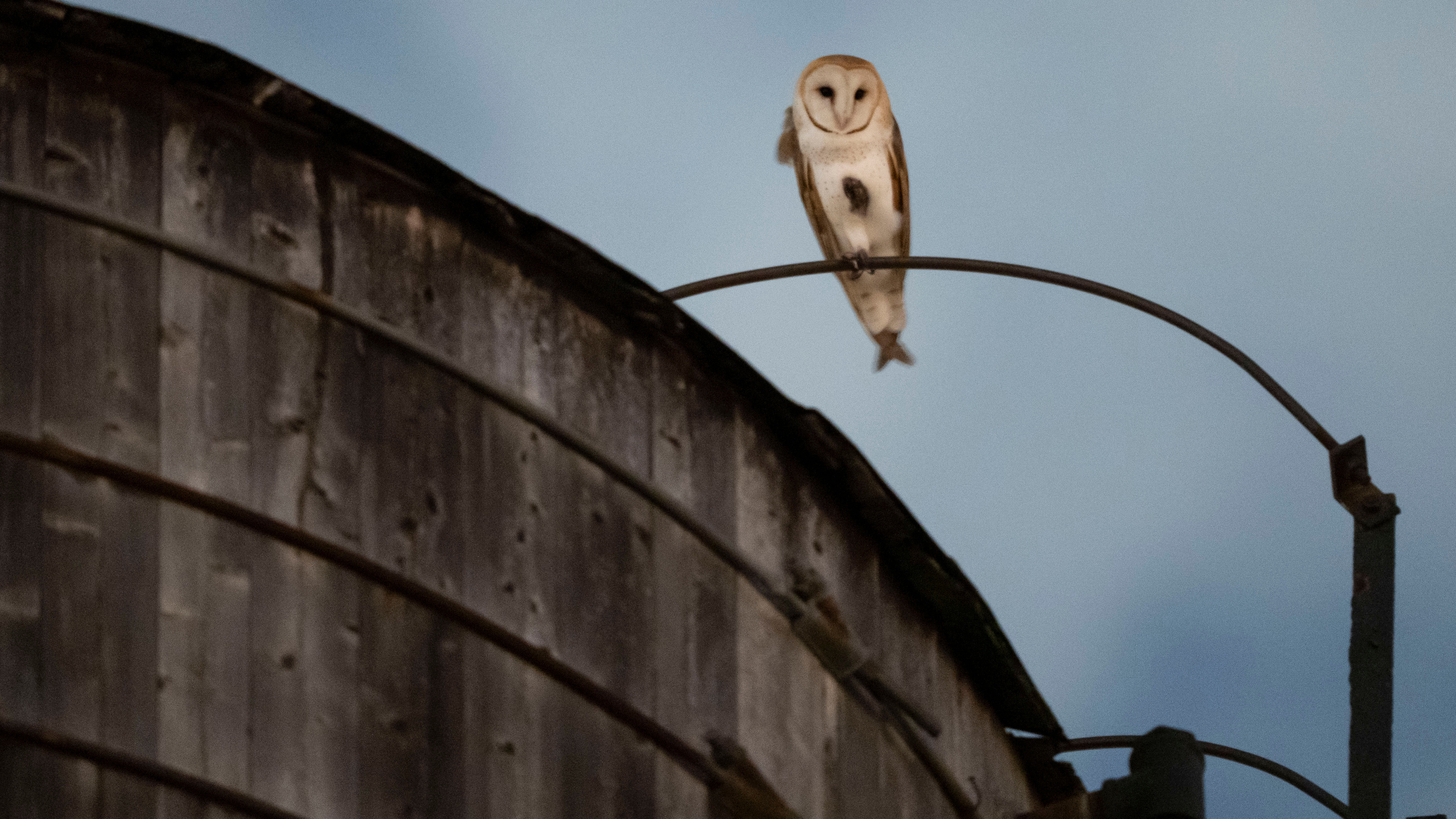 A rare family of barn owls moved into Manhattan's Upper West Side
       — ABC 7 Bay Area, Atherton Business news