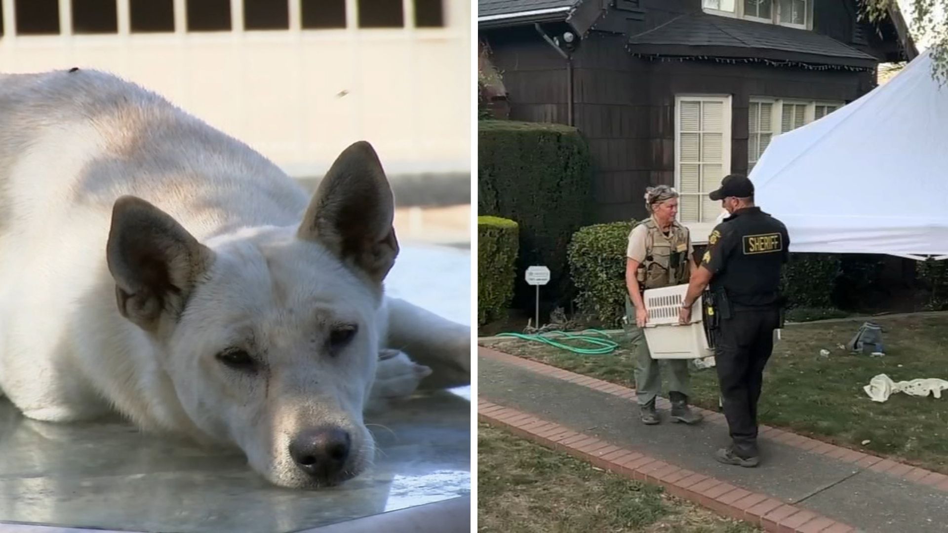 44 dogs removed from Vallejo 'hoarder' home linked to convicted breeder in animal cruelty case
       — ABC 7 Bay Area, Atherton Real Estate news
