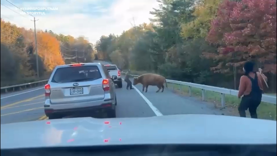 Police in Carmel, New York wrangle Maggie the runaway cow after wild chase

       — ABC 7 Bay Area