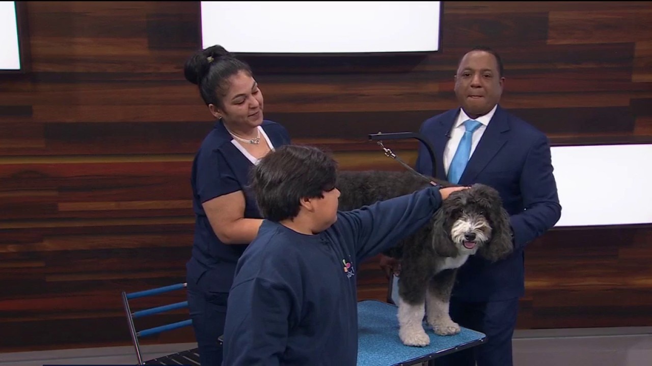 Your dog grooming questions answered — KTVU FOX 2 Bay Area, Atherton Business news