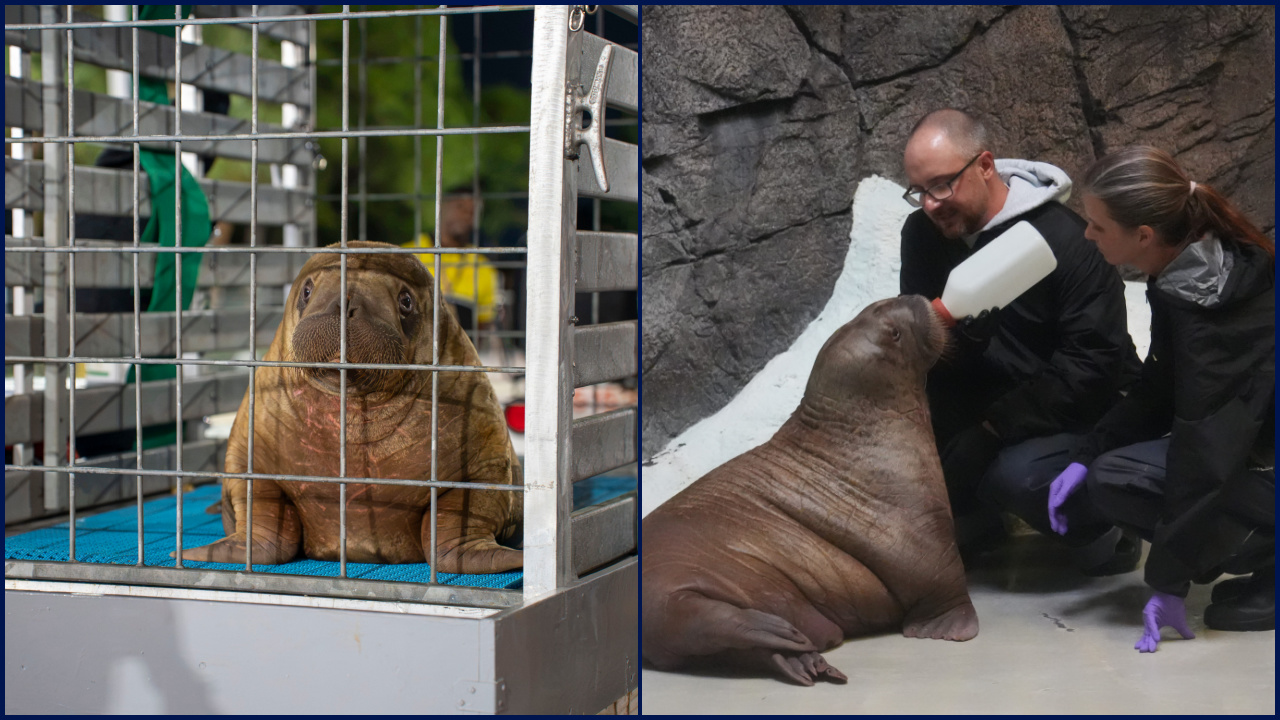 Orphaned baby walrus in Alaska flown 4,800 miles to new home in Florida — KTVU FOX 2 Bay Area, Atherton Community news