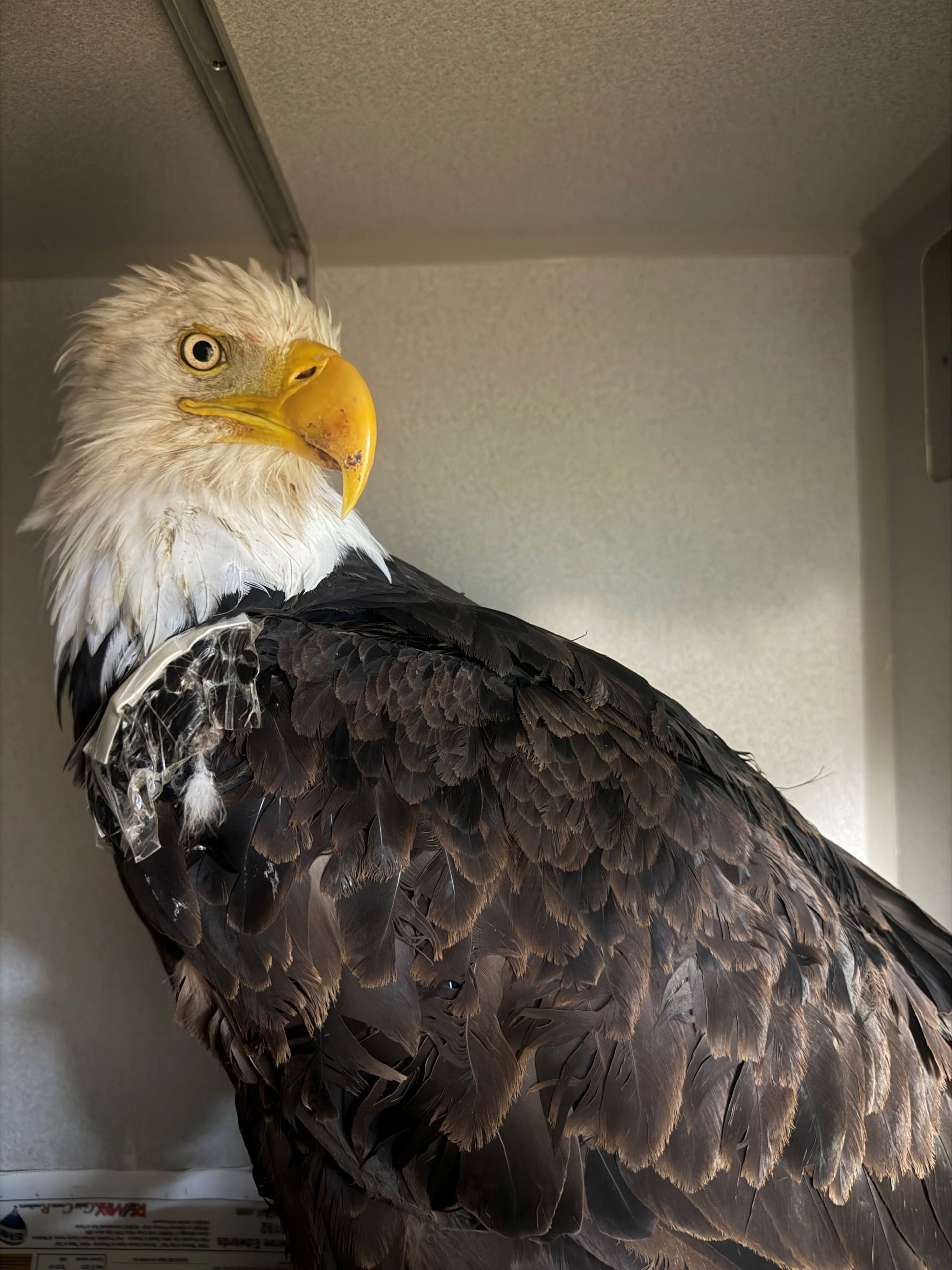 Necropsy for Jackie the beloved bald eagle reveals new information — KTVU FOX 2 Bay Area