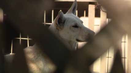Dozens of dogs taken from Vallejo home amid animal cruelty investigation — KTVU FOX 2 Bay Area, Atherton Real Estate news